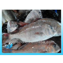 whole round fresh frozen sea bream